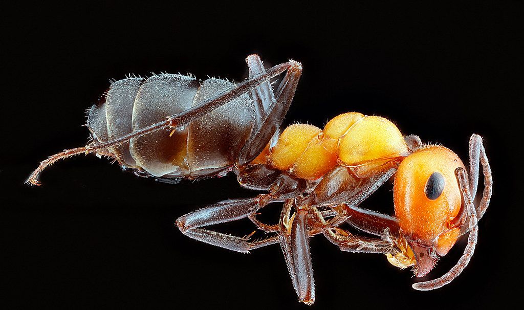 Ant Control service in Santee, CA