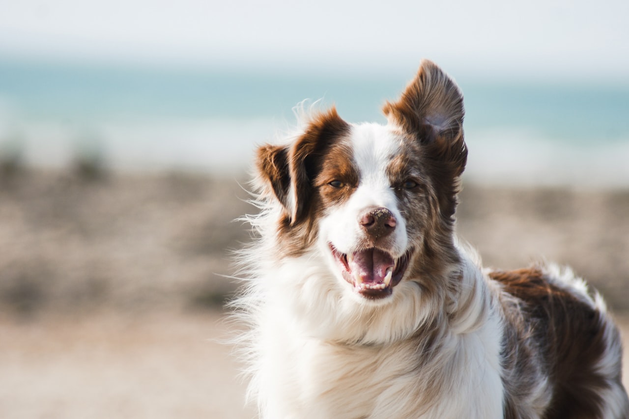 Flea & Tick Control service in Santee, CA