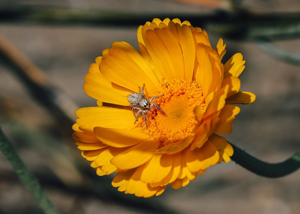 Spider Control service in Santee, CA